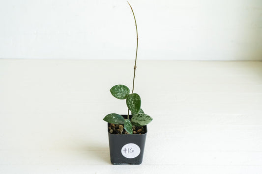 Hoya 'Mathilde' (Splash) | 2-Inch