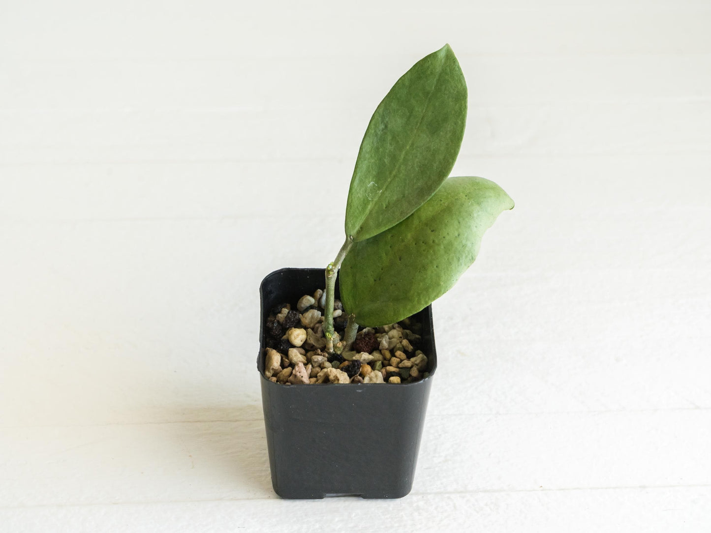 Hoya 'Menak Sopal Silver' | 2-Inch