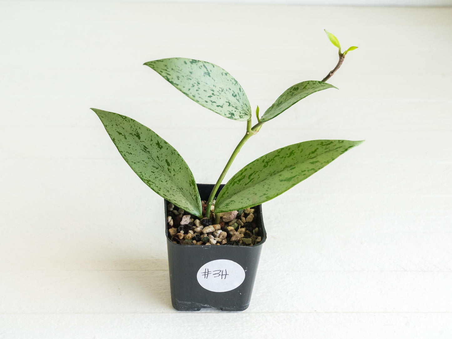 Hoya pubicalyx 'Pink Silver Ghost' | 2-Inch