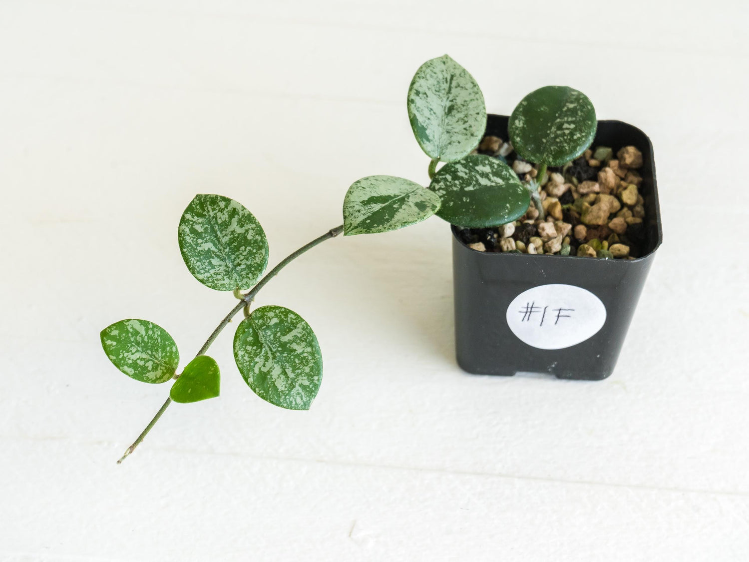 Hoya 'Mathilde' (Splash) | 2-Inch