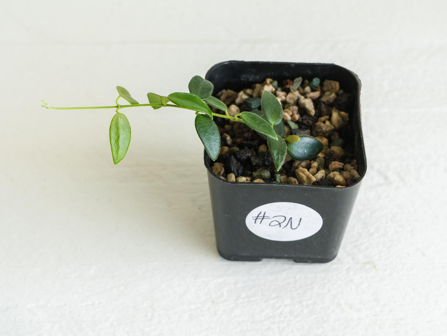 Hoya pulleana IM-02 | 2-Inch
