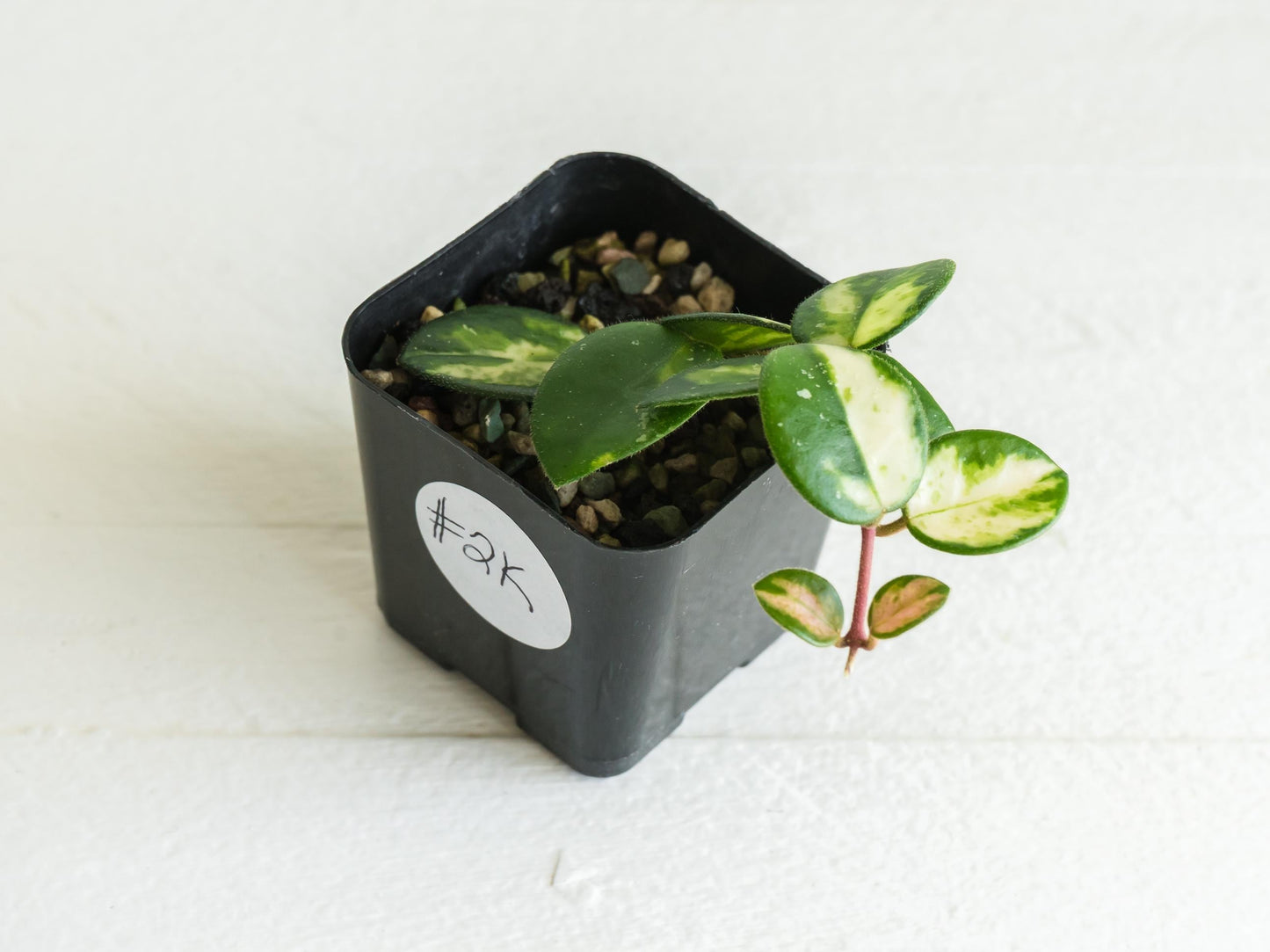 Hoya 'Mathilde' (Inner Variegated) | 2-Inch
