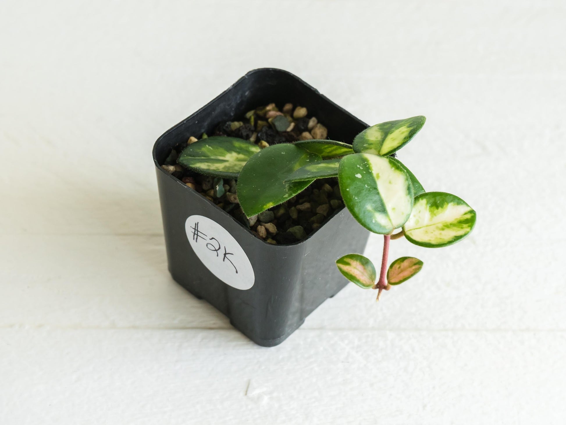 Hoya 'Mathilde' (Inner Variegated) | 2-Inch