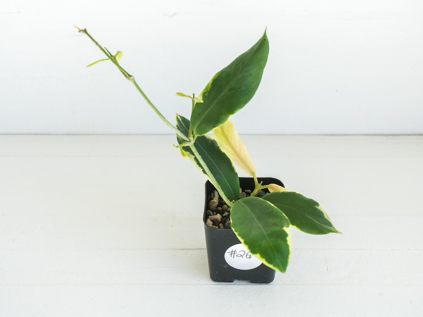 Hoya pimenteliana (Albo / Outer Variegated) | 2-Inch