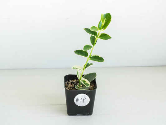 Hoya cumingiana (Albo | Outer Variegated) | 2-Inch