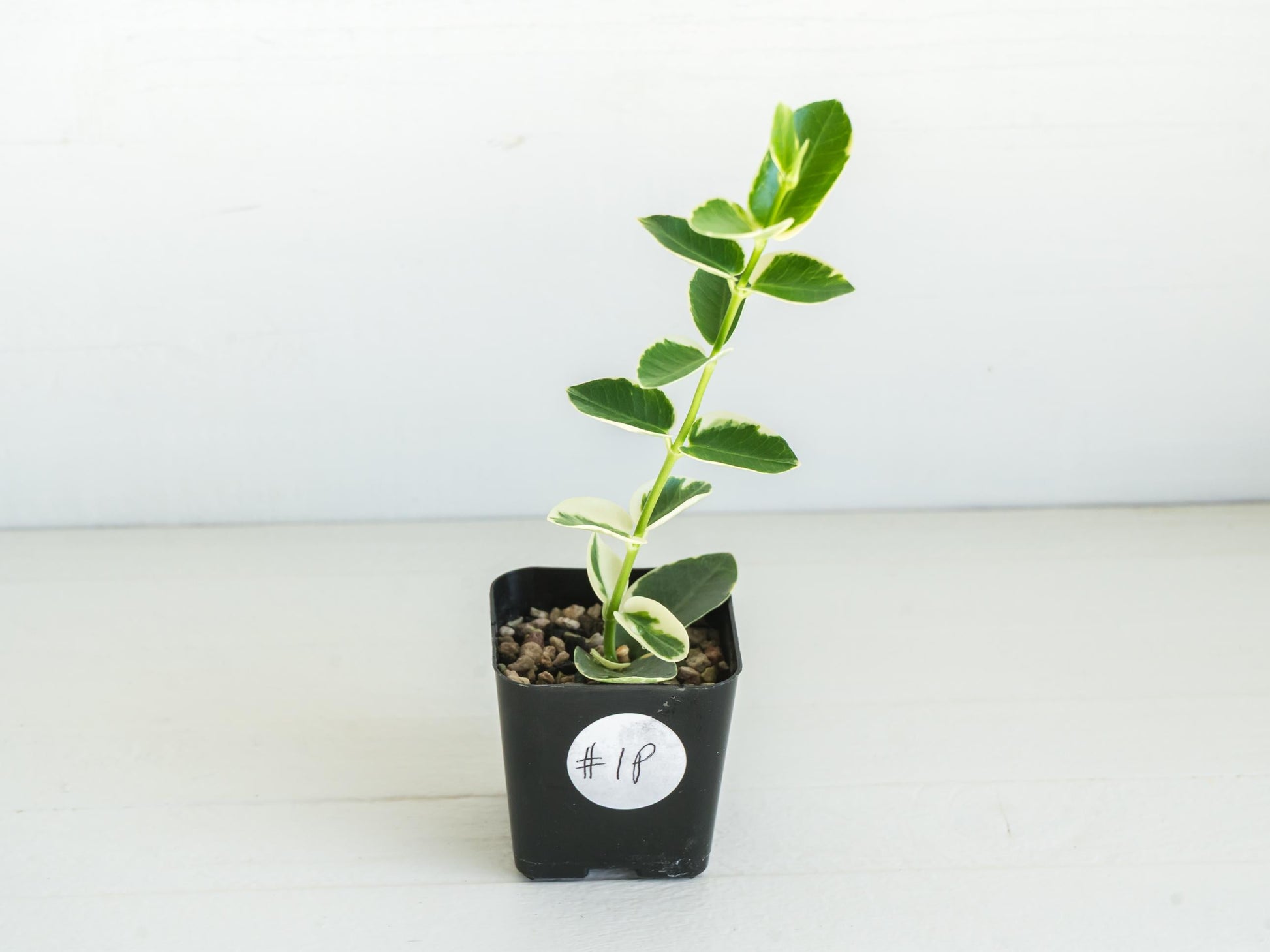 Hoya cumingiana (Albo | Outer Variegated) | 2-Inch