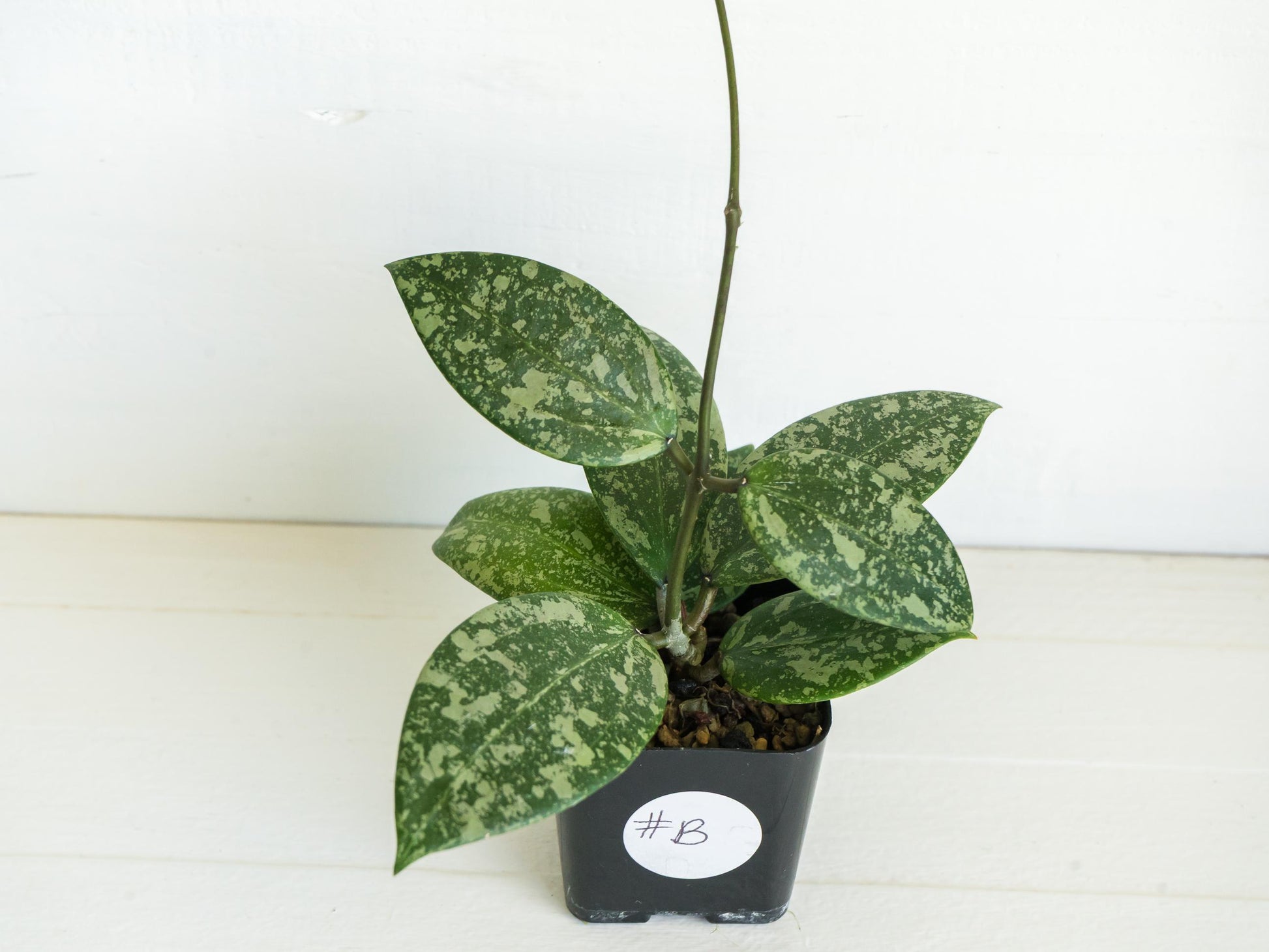 Hoya 'Wibergiae Round Leaf' (DMW-001-C) [verticillata (ex. wibergiea) x unknown] | 2-Inch
