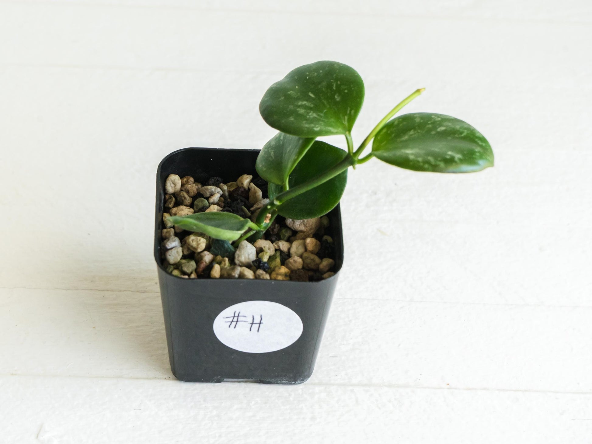 Hoya ‘Clamshell’ | 2-Inch