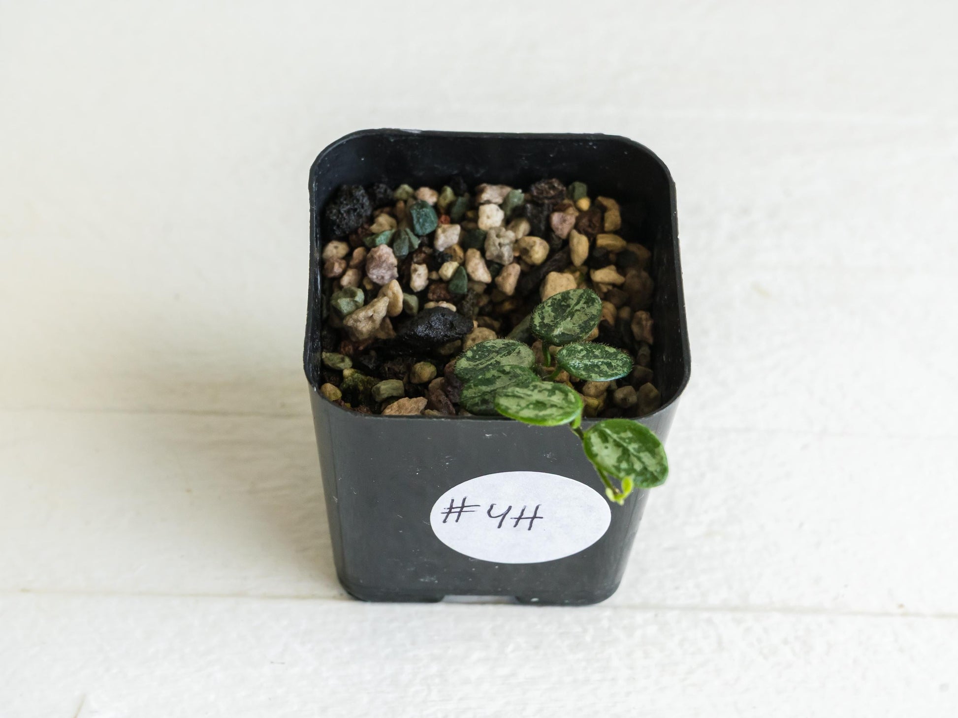Hoya serpens (Splash) | 2-Inch