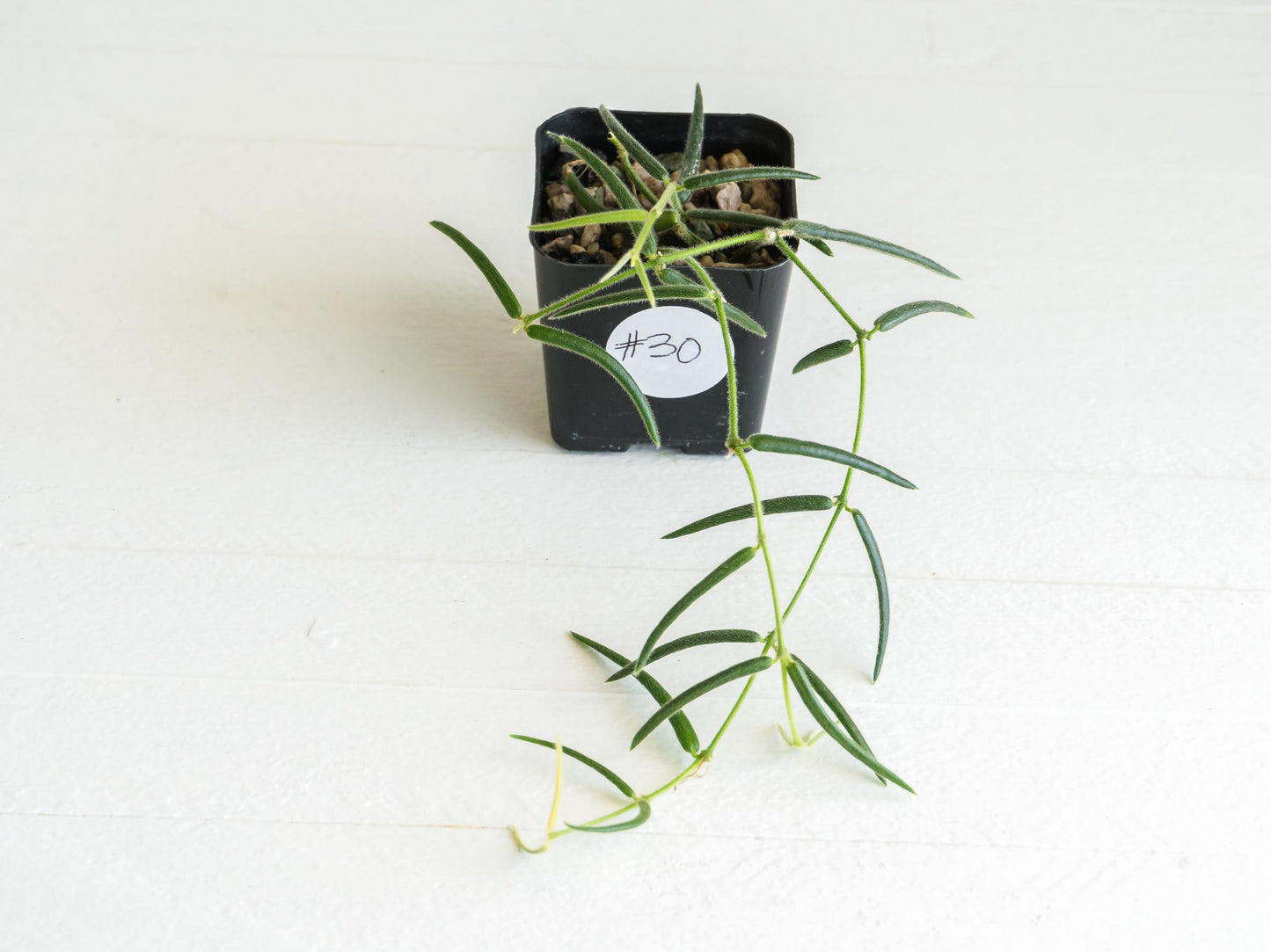 Hoya linearis | 2-Inch