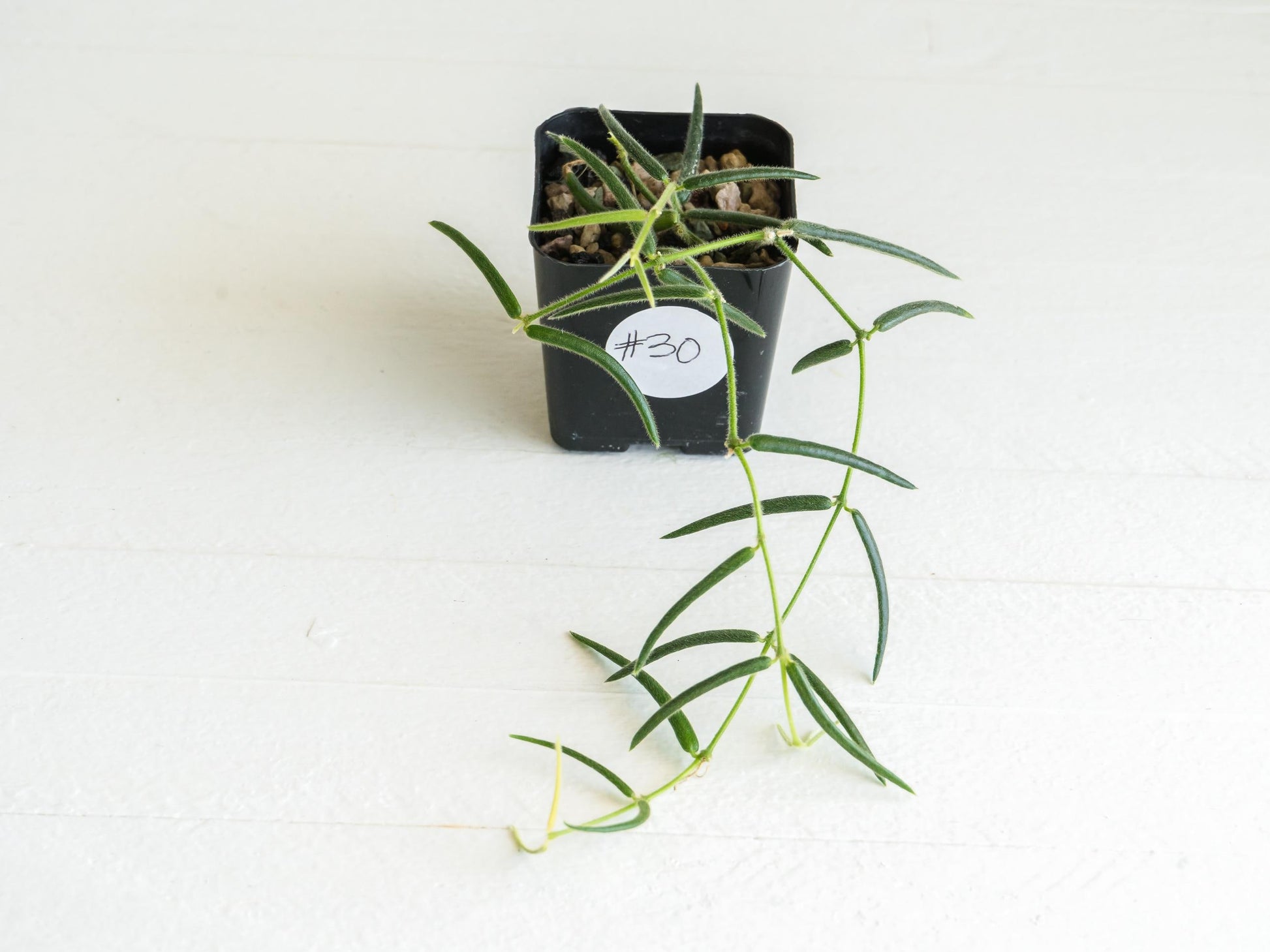 Hoya linearis | 2-Inch