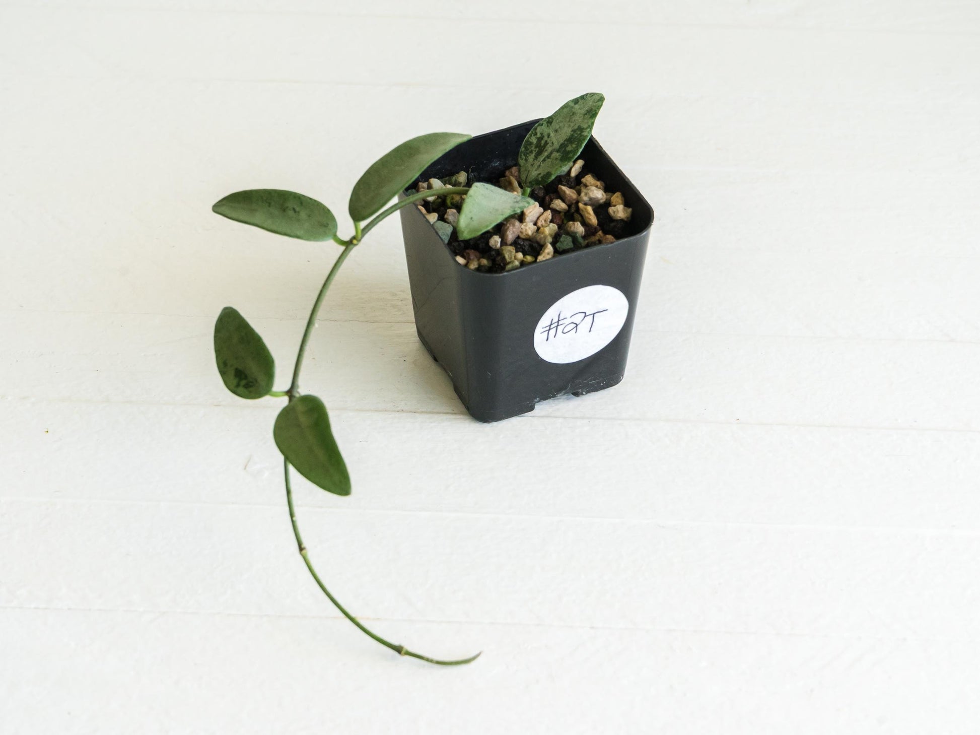 Hoya lima (Silver) | 2-Inch