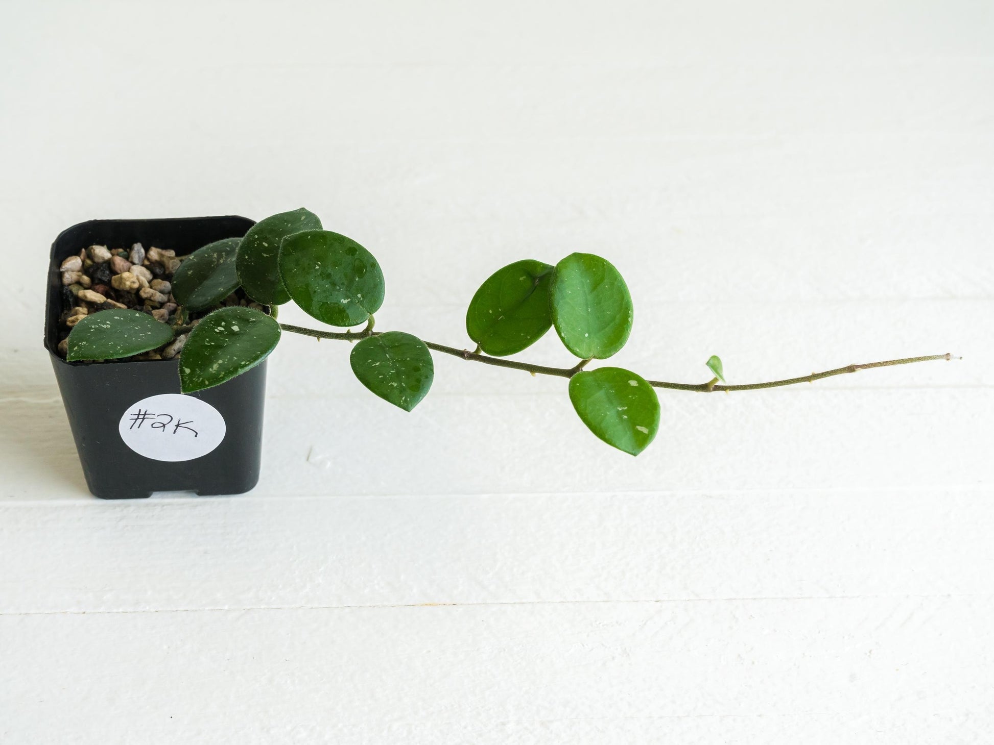 Hoya 'Mathilde' | 2-Inch
