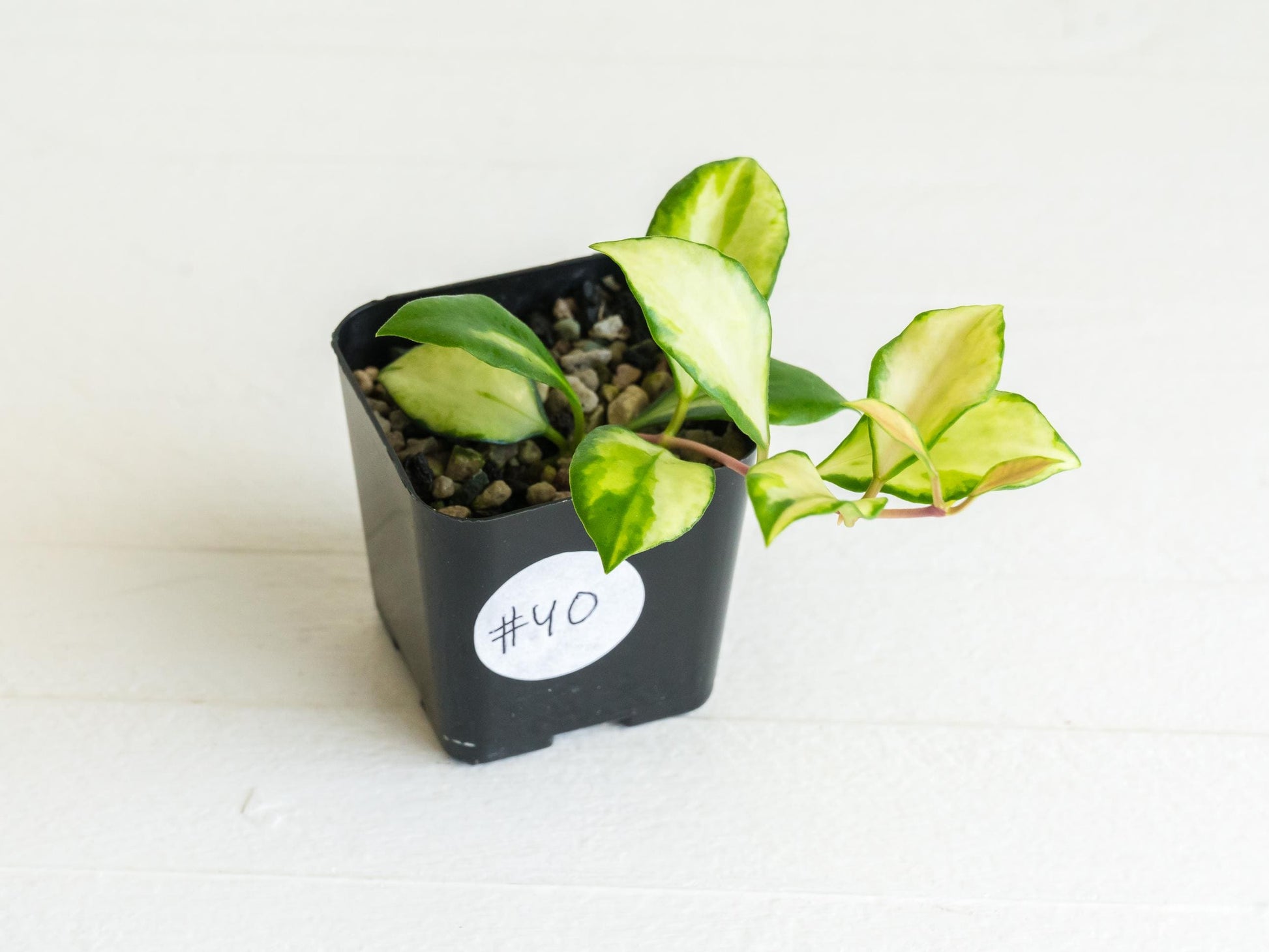 Hoya heuschkeliana (Inner Variegated)| 2-Inch