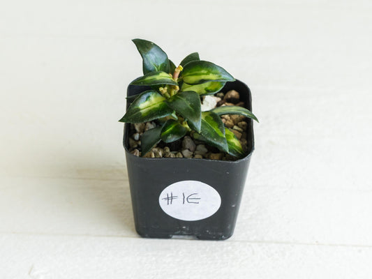 Hoya lacunosa 'Tricolor Bruno' | 2-Inch