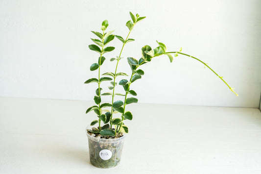 Hoya cumingiana (Albo | Outer Variegated) | 3-Inch