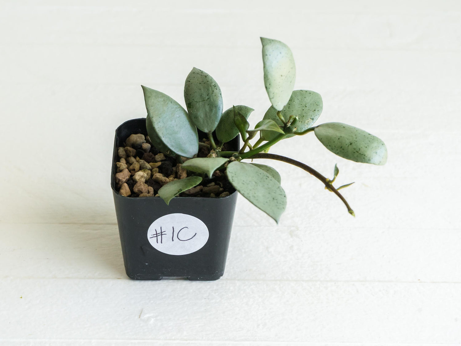 Hoya lacunosa 'Silver Mint Coin' | 2-Inch