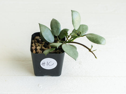 Hoya lacunosa 'Silver Mint Coin' | 2-Inch