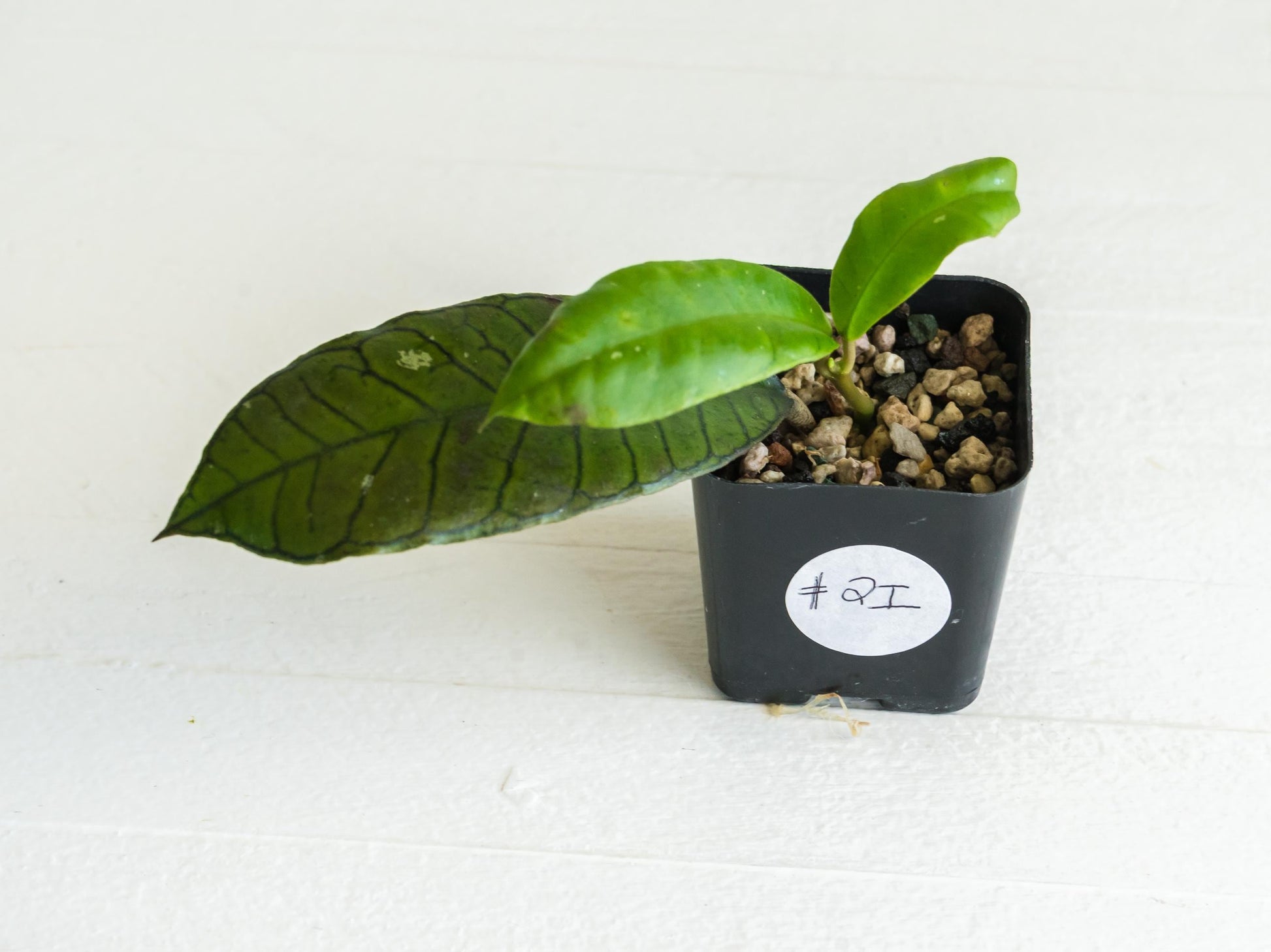 Hoya gunung gading | 2-Inch