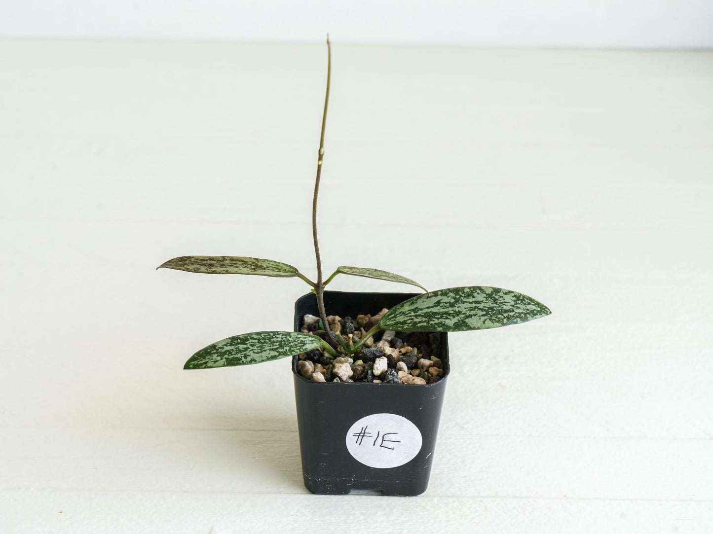 Hoya sigillatis 'Round Leaf' aka sigillatis (Silver) AH001 | 2-Inch