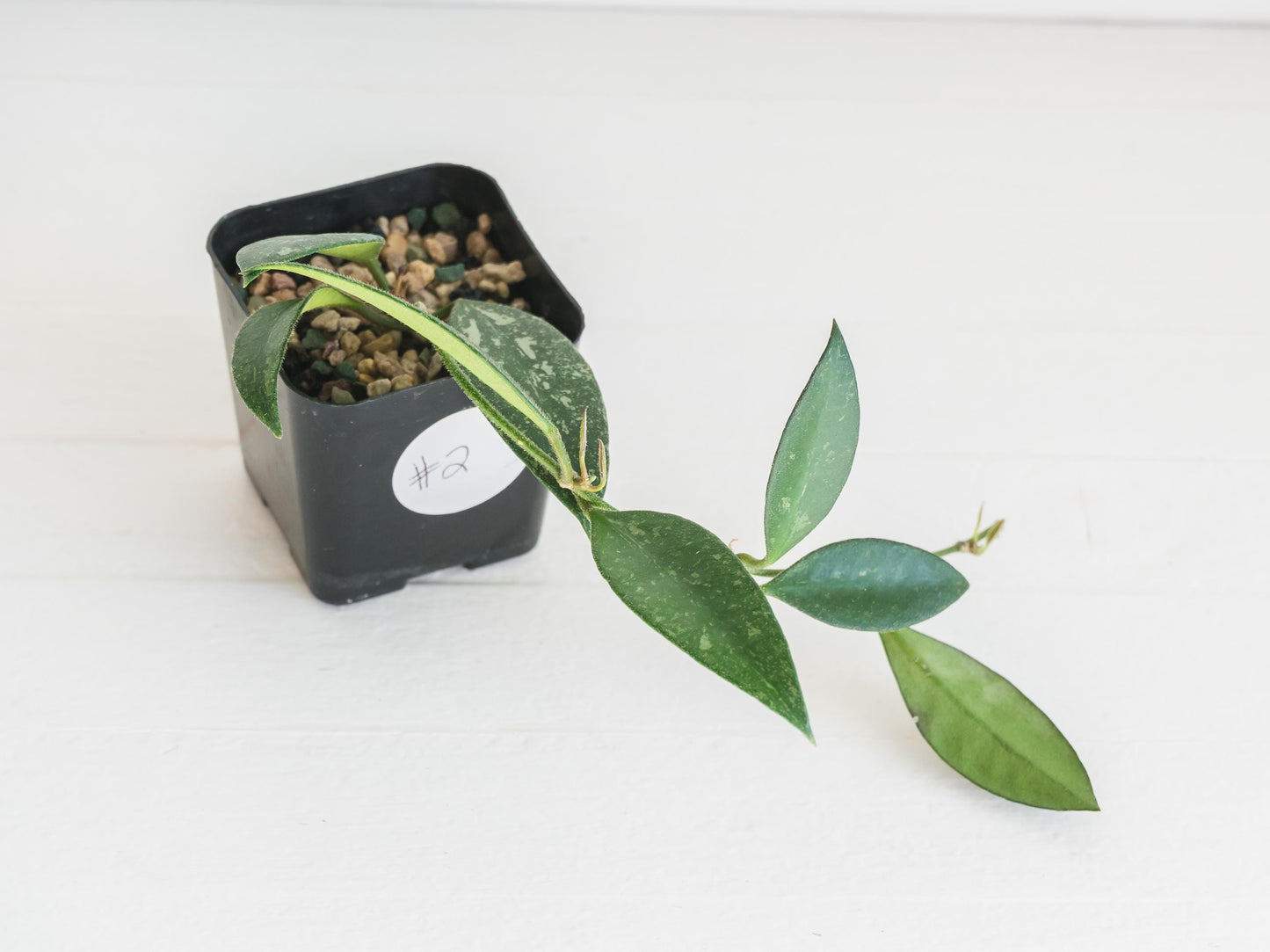 Hoya ‘Rosita’ (Splash) | 2-Inch