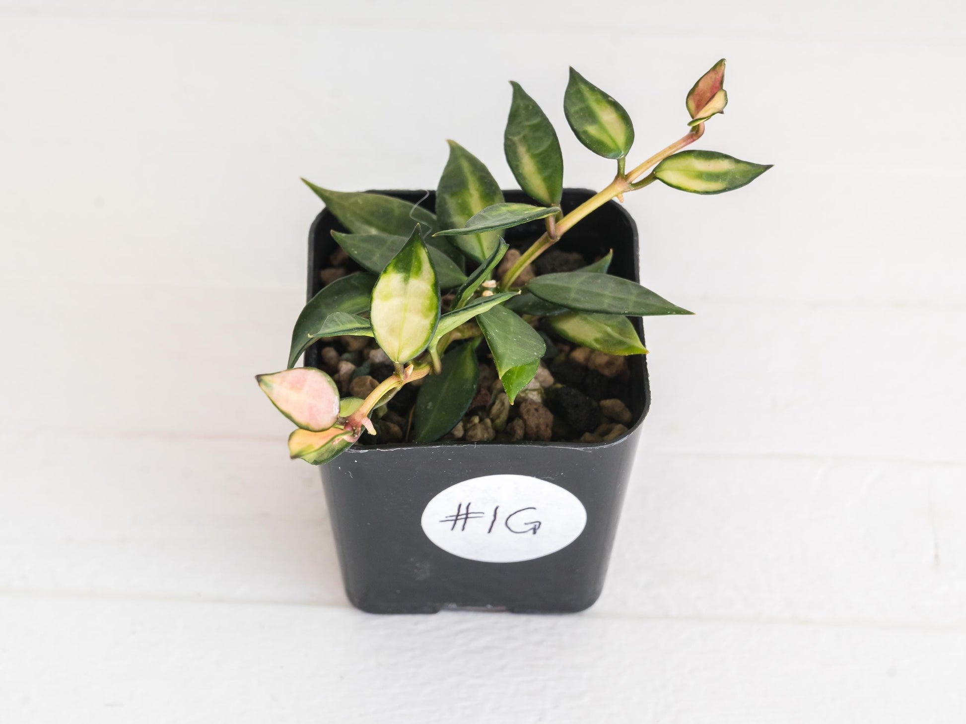 Hoya lacunosa (Inner Variegated) | 2-Inch