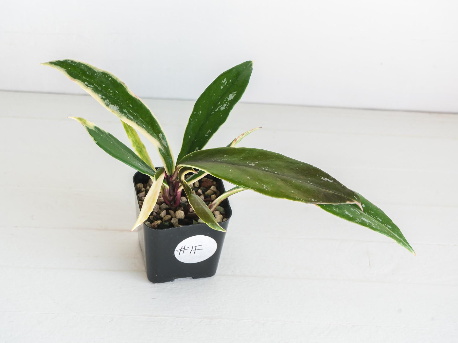 Hoya pubicalyx (Albo, Low Splash) | 2-Inch