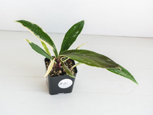 Hoya pubicalyx (Albo, Low Splash) | 2-Inch