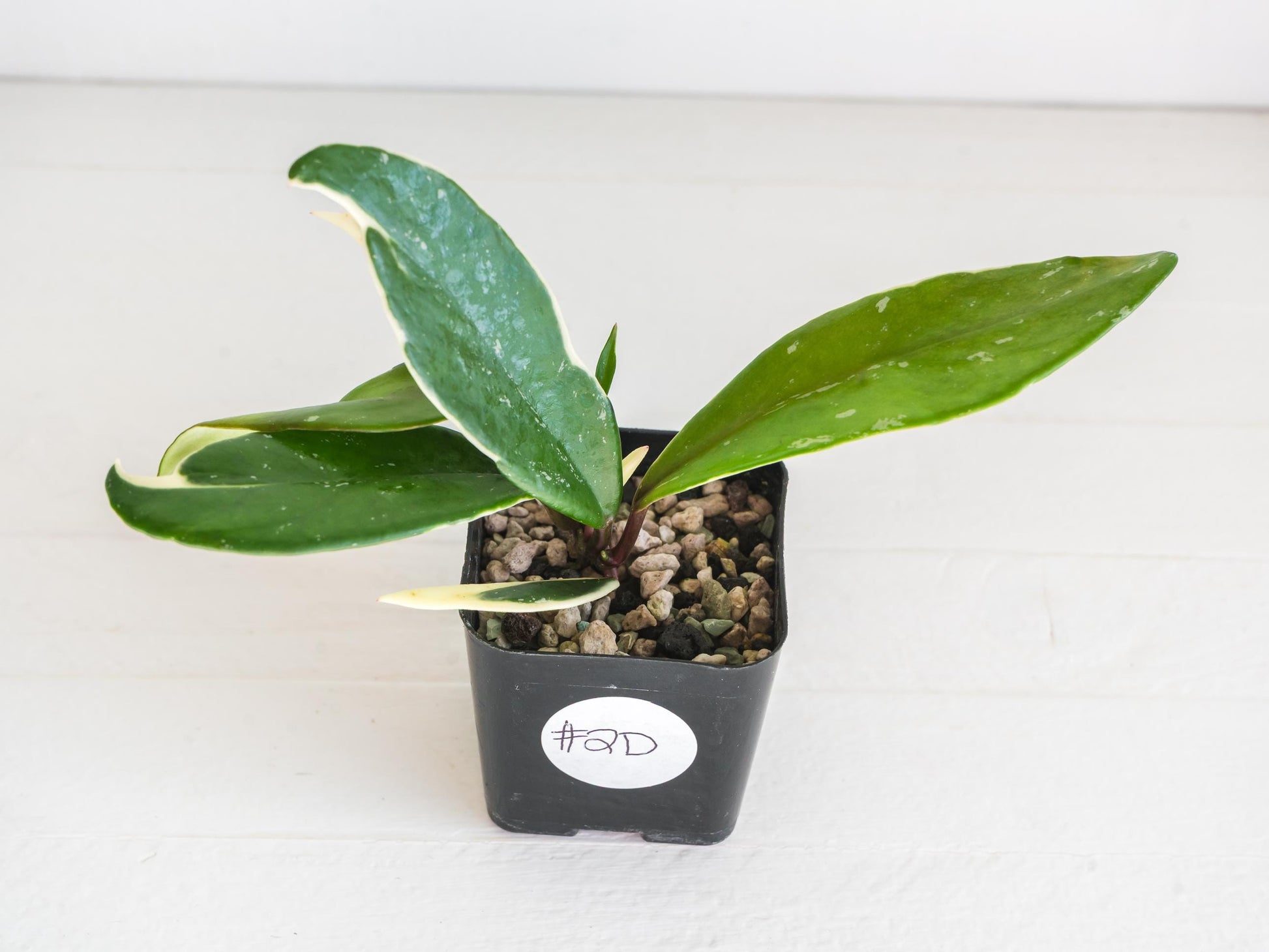 Hoya pubicalyx (Albo, Low Splash) | 2-Inch