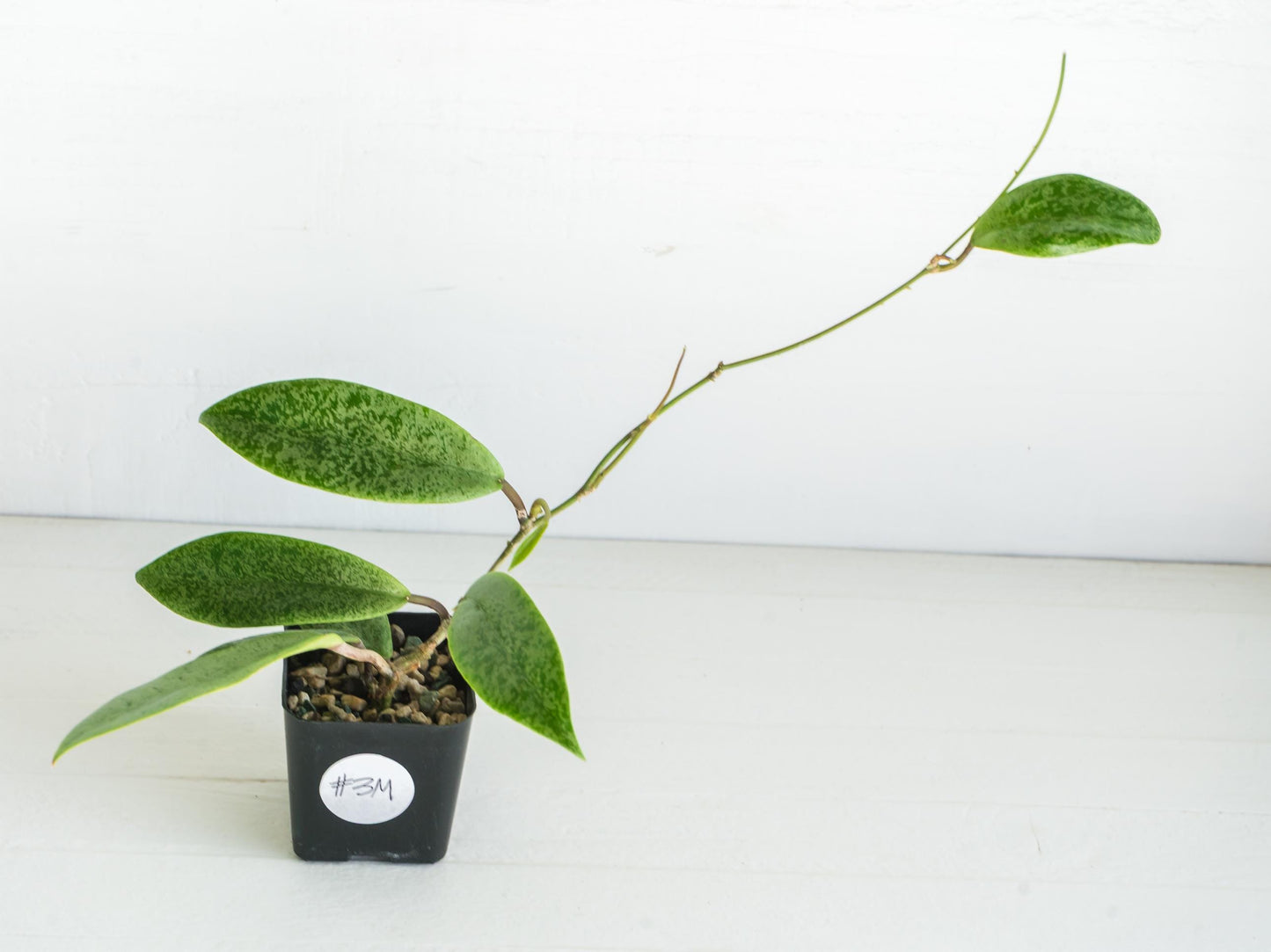 Hoya 'Jita Silver' | 2-Inch
