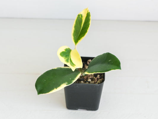 Hoya easo daklak | 2-Inch