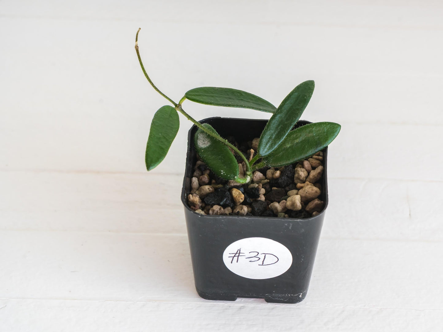 Hoya lyi | 2-Inch
