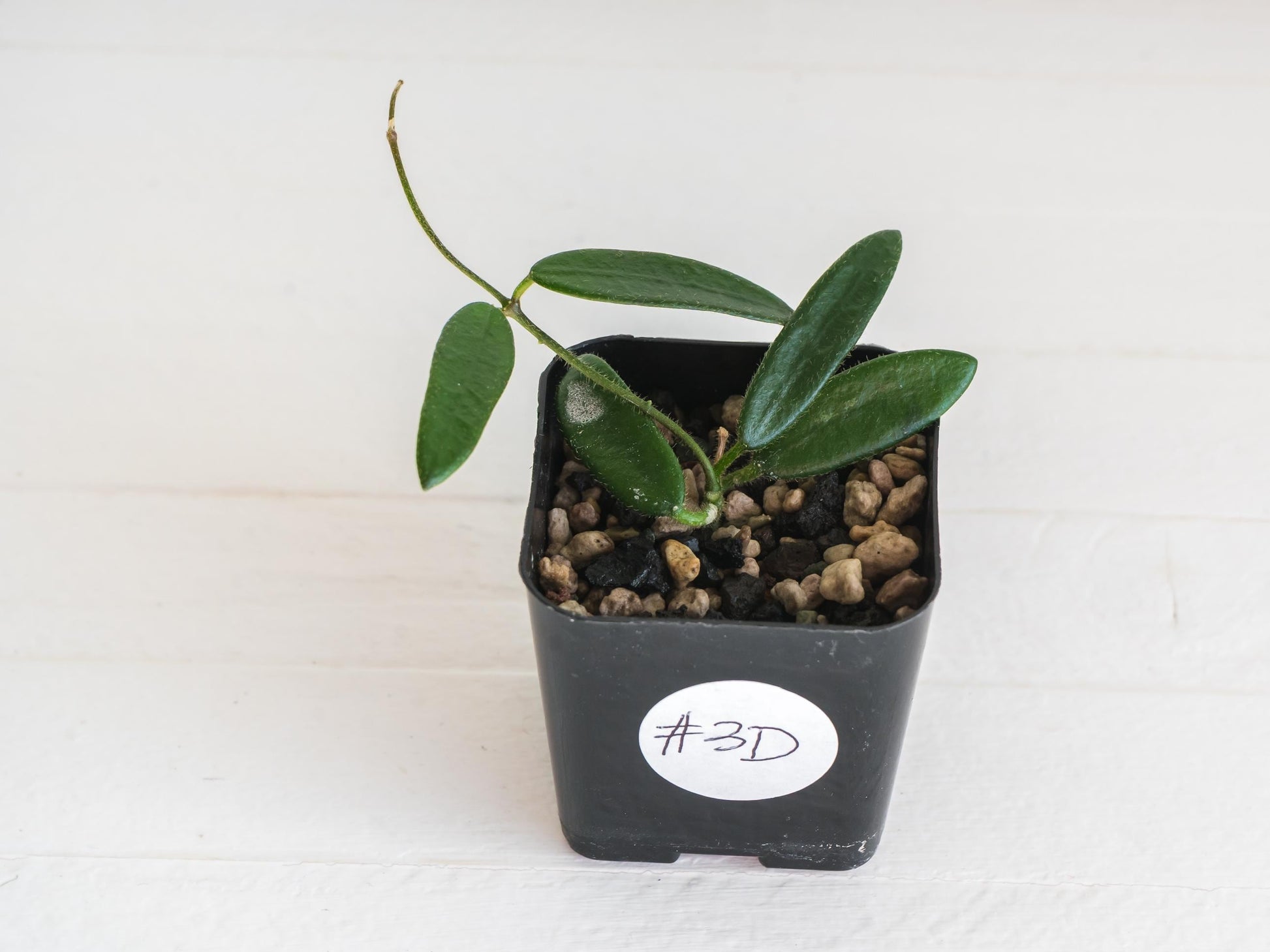Hoya lyi | 2-Inch