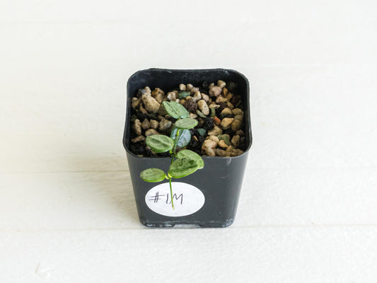 Hoya serpens (Silver) | 2-Inch