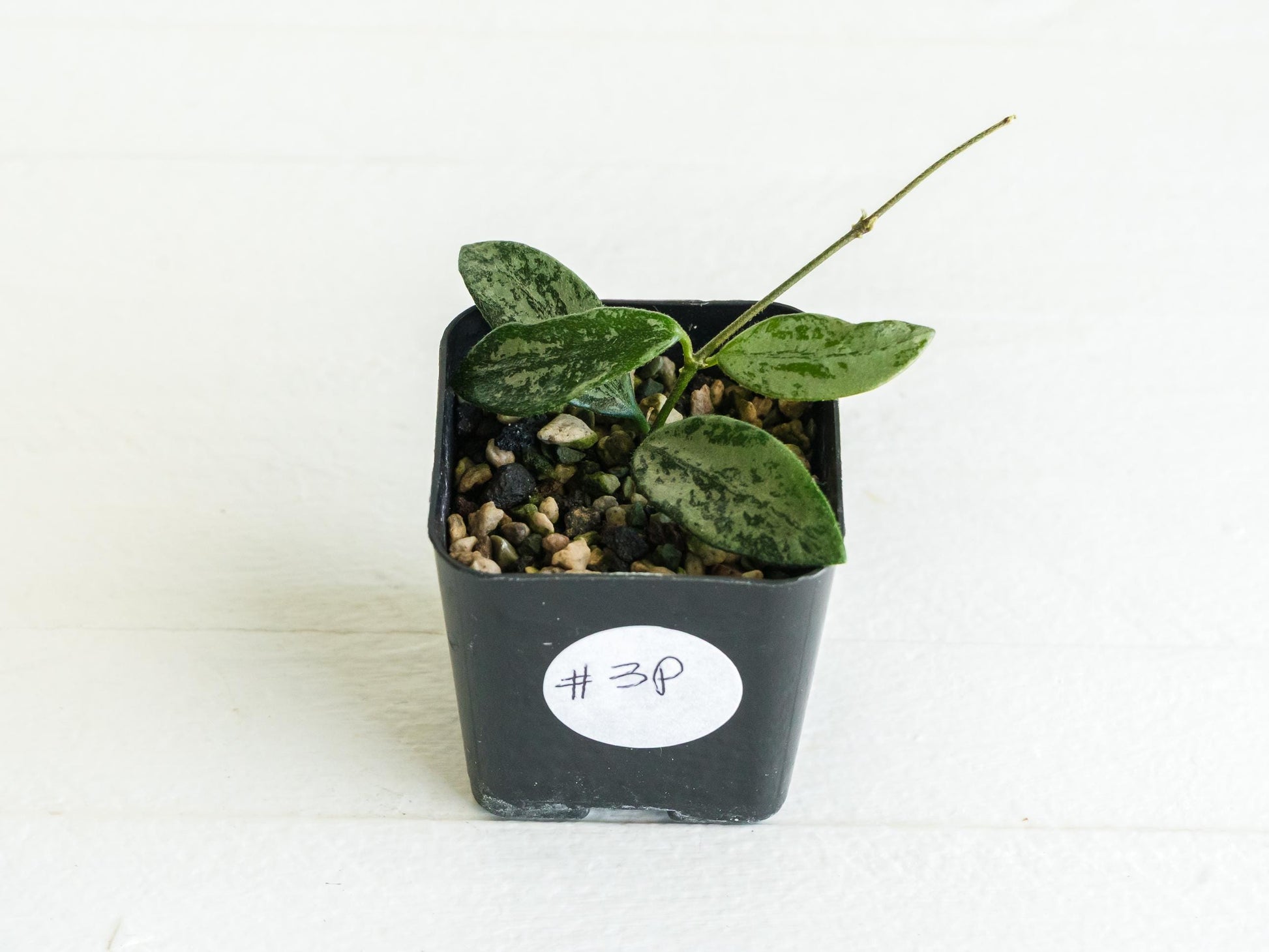 Hoya lima (Splash) | 2-Inch