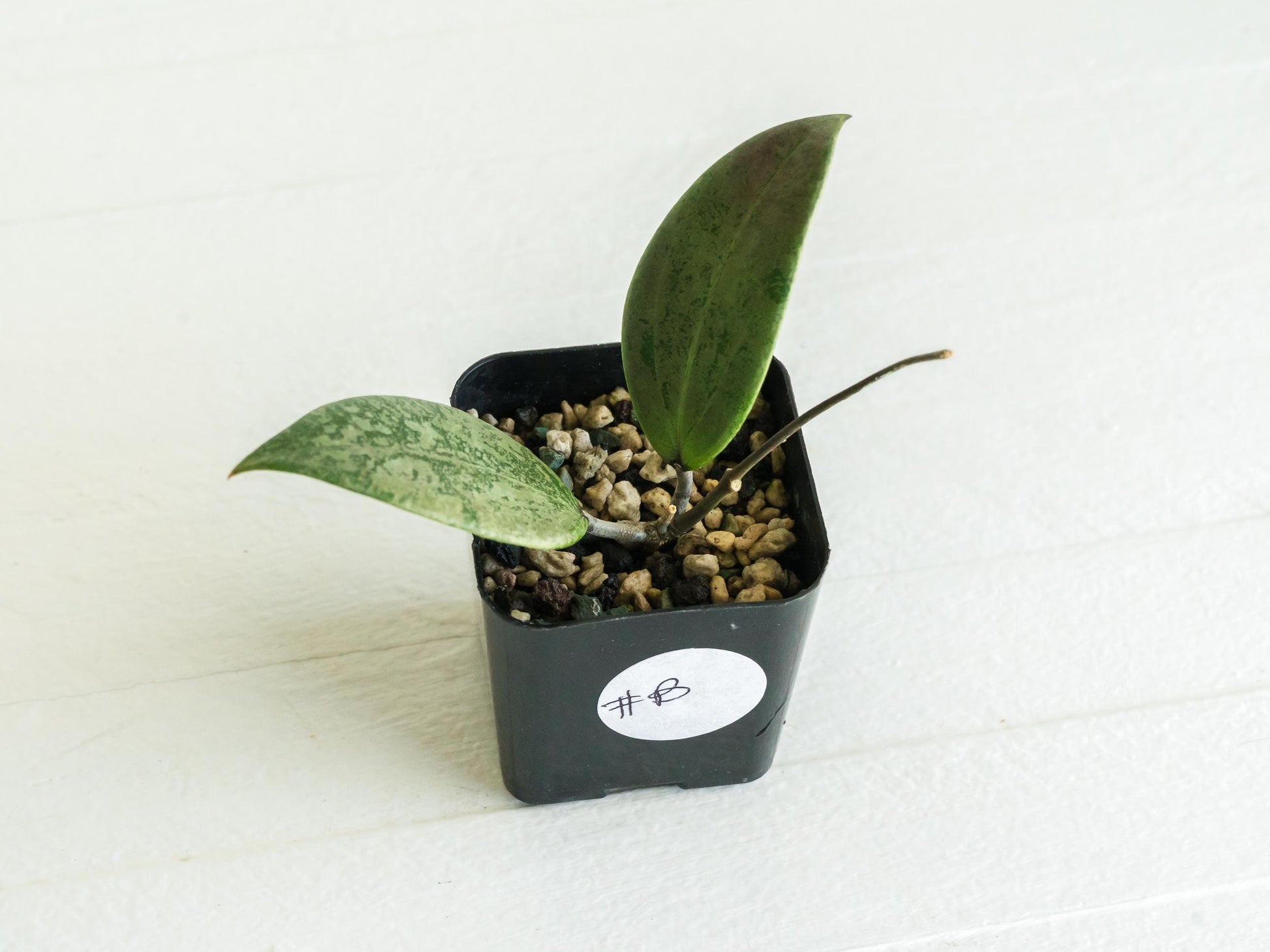 Hoya 'Strawberry Matcha' (UPT008) | 2-Inch