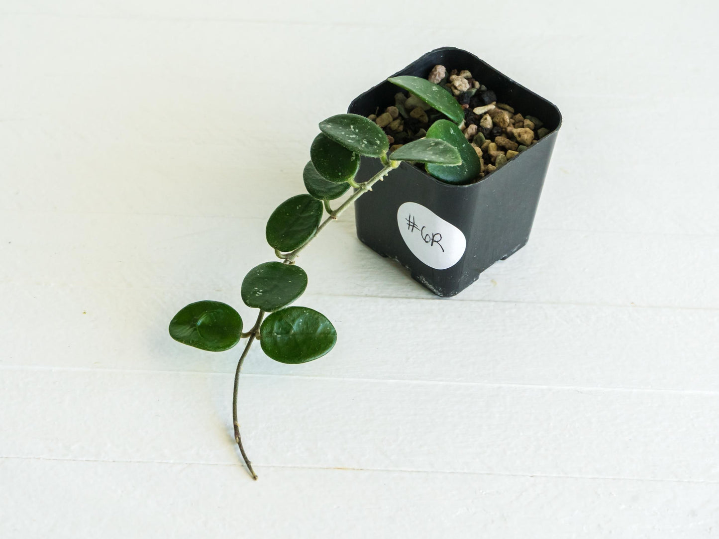 Hoya 'Mathilde' | 2-Inch