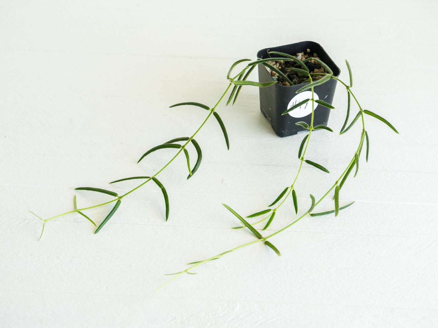 Hoya linearis | 2-Inch