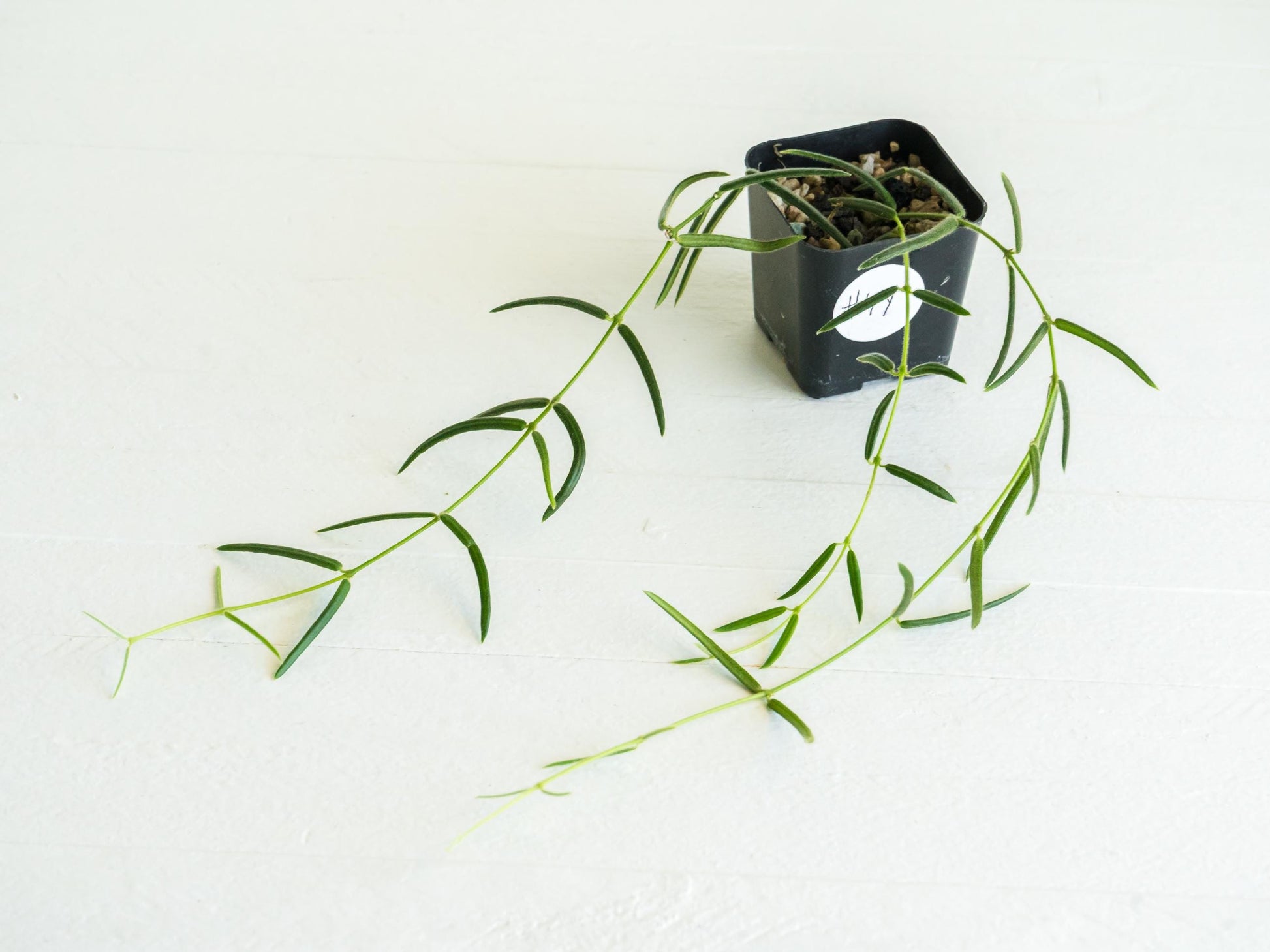 Hoya linearis | 2-Inch