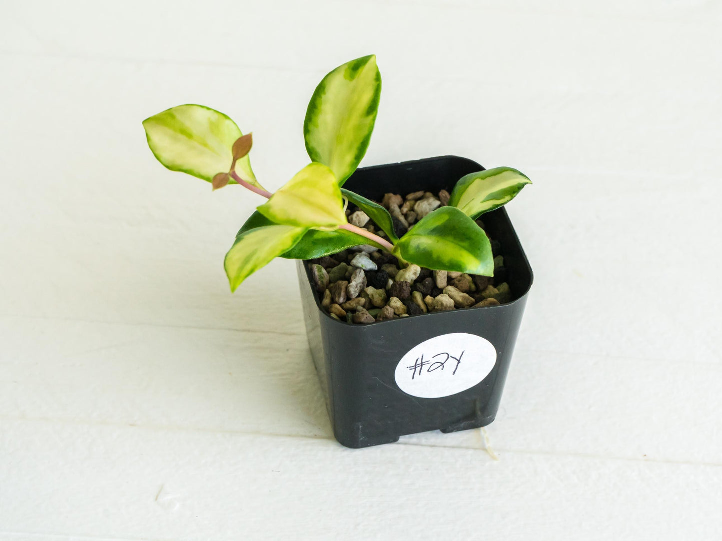 Hoya heuschkeliana (Inner Variegated)| 2-Inch