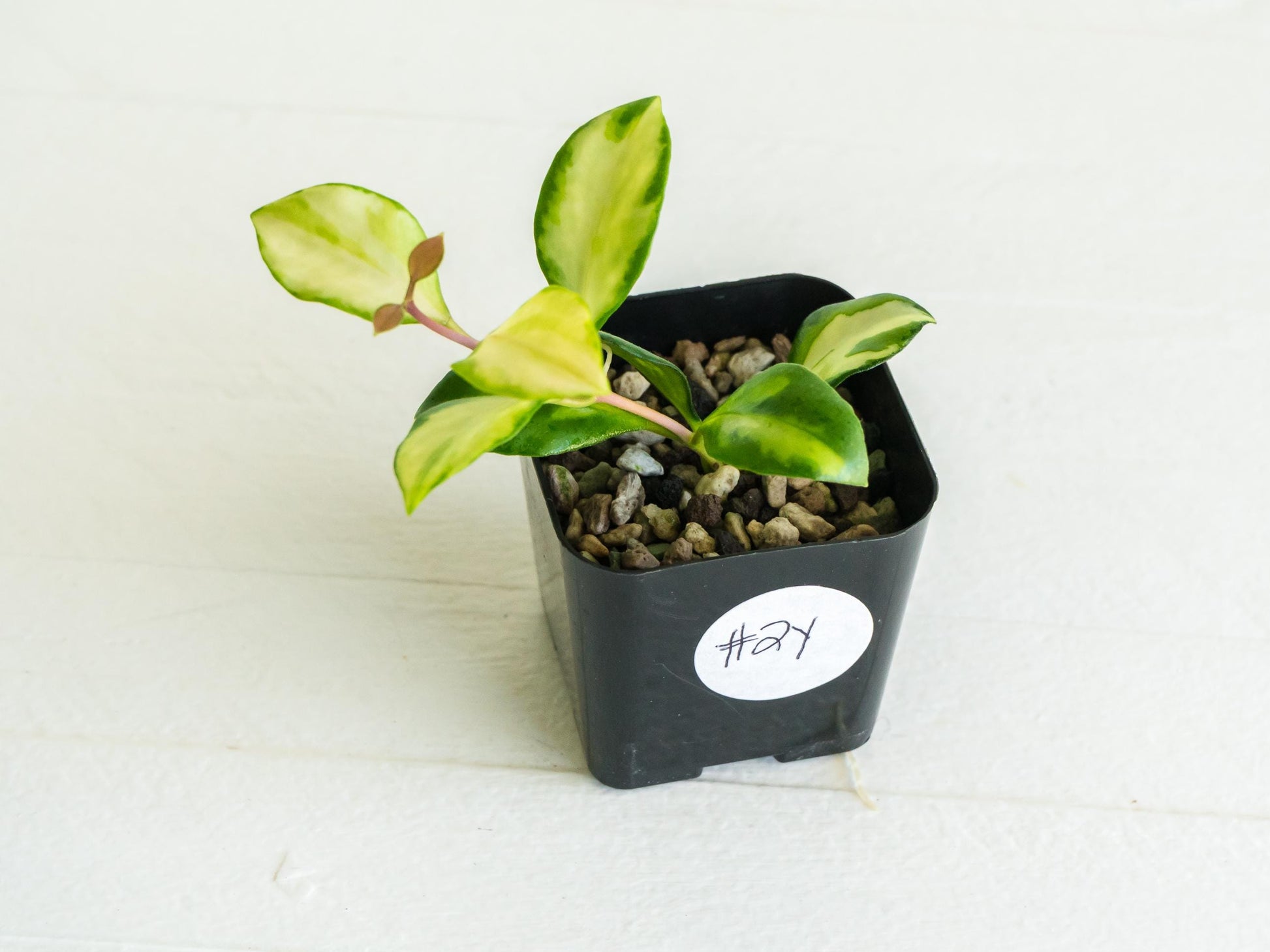 Hoya heuschkeliana (Inner Variegated)| 2-Inch