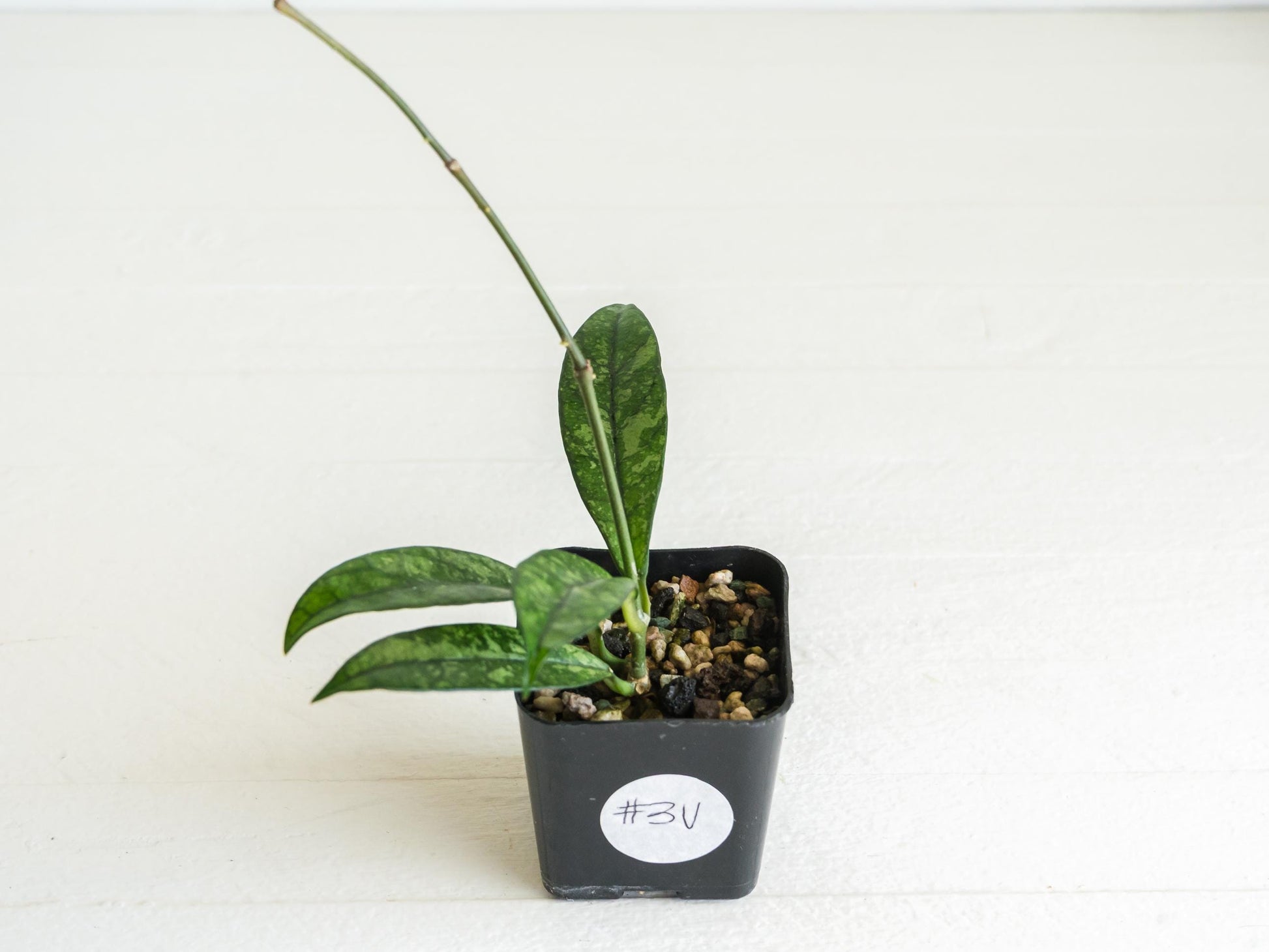 Hoya crassipetiolata (Splash) | 2-Inch