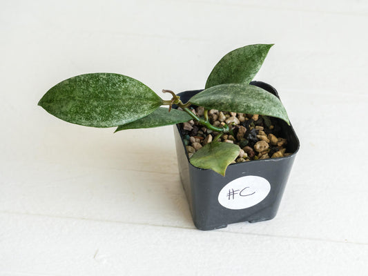 Hoya Kinabalu (Silver) | 2-Inch