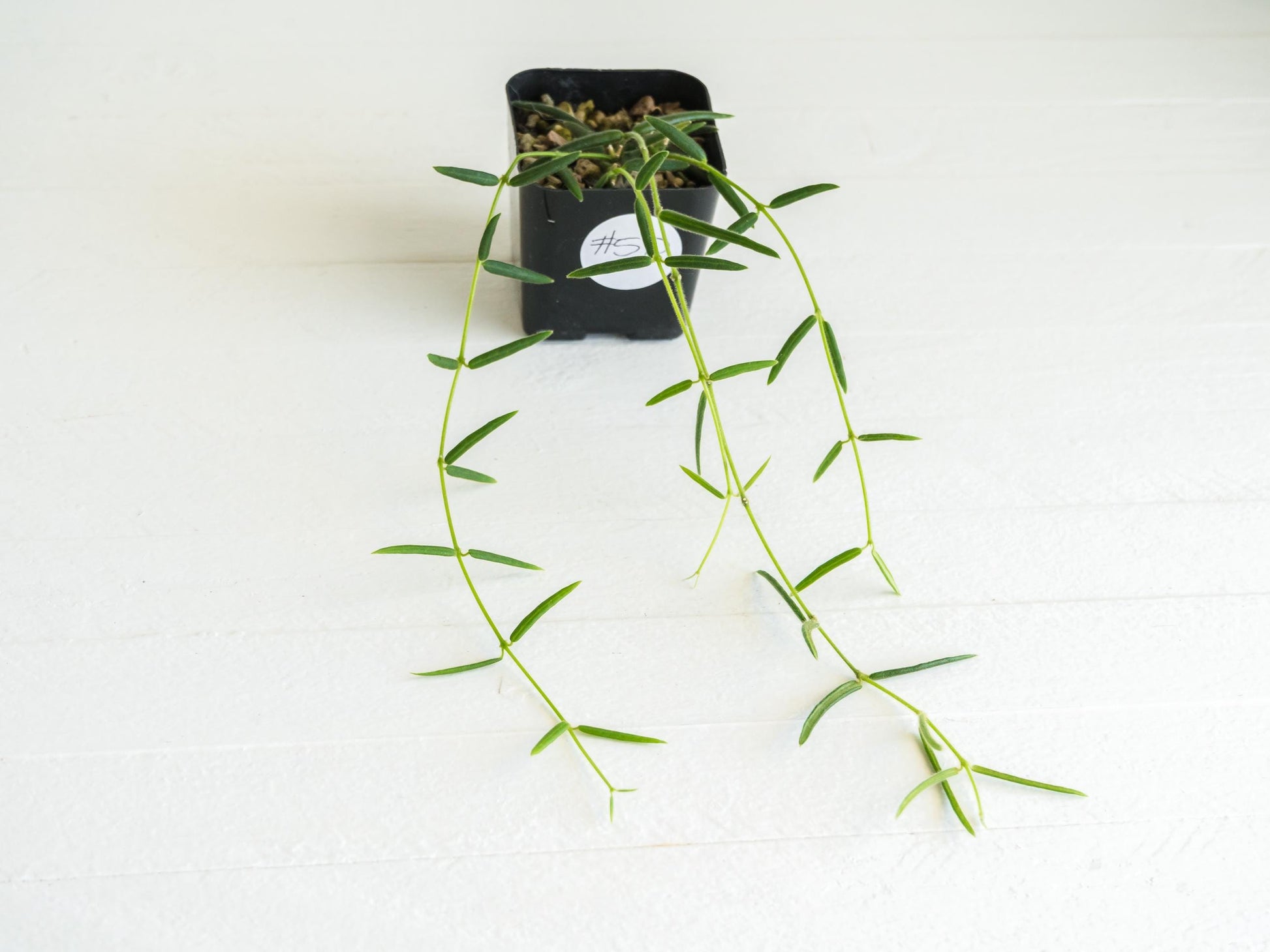 Hoya linearis | 2-Inch