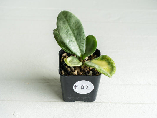 Hoya carnosa 'Nova Ghost' | 2-Inch