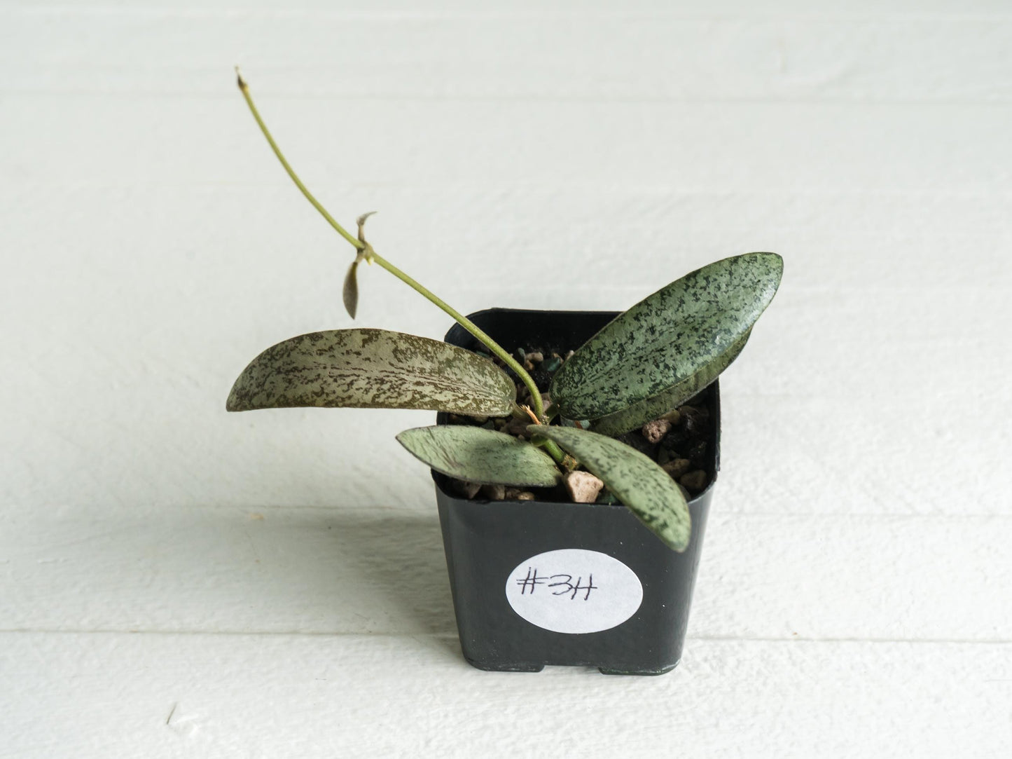 Hoya sigillatis 'Round Leaf' aka sigillatis (Silver) AH001 | 2-Inch