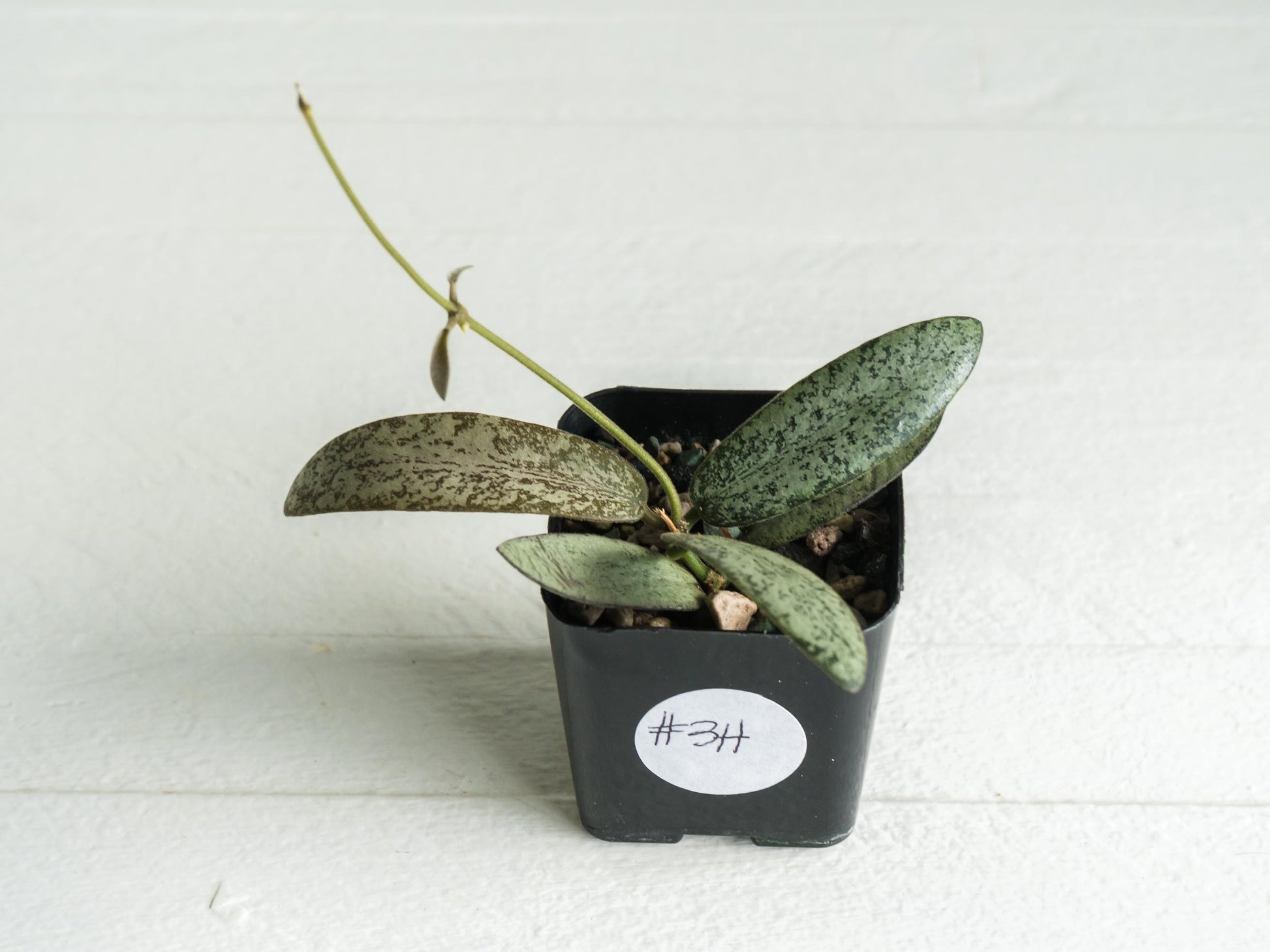 Hoya sigillatis 'Round Leaf' aka sigillatis (Silver) AH001 | 2-Inch
