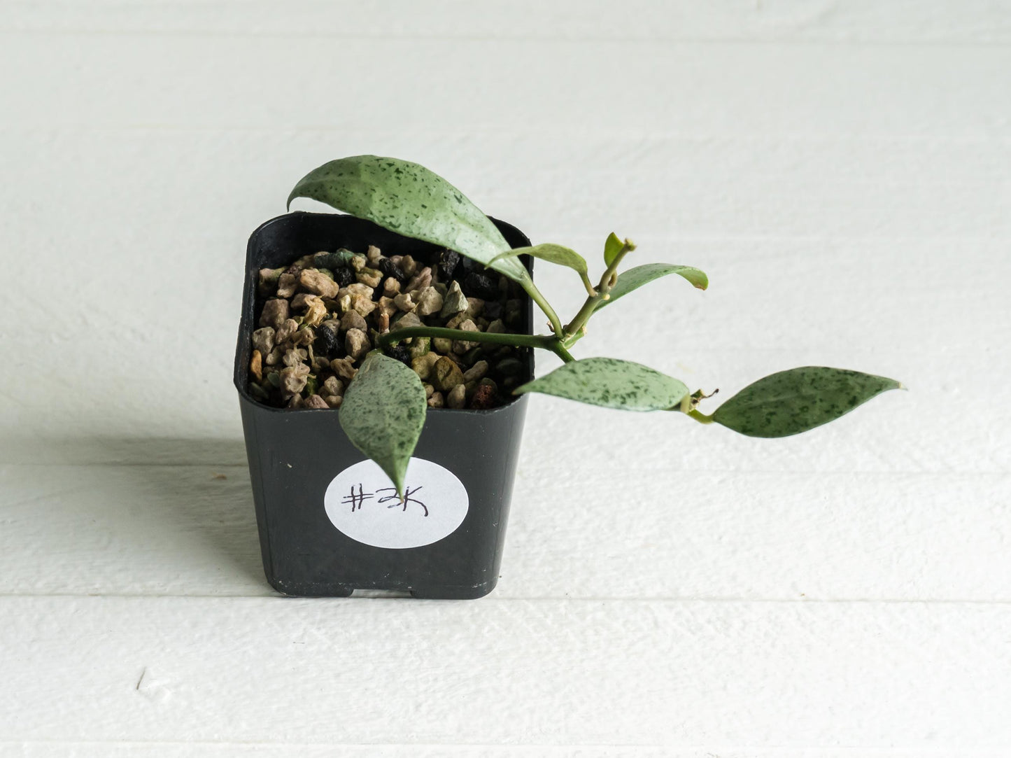 Hoya lacunosa 'Silver Lime' | 2-Inch