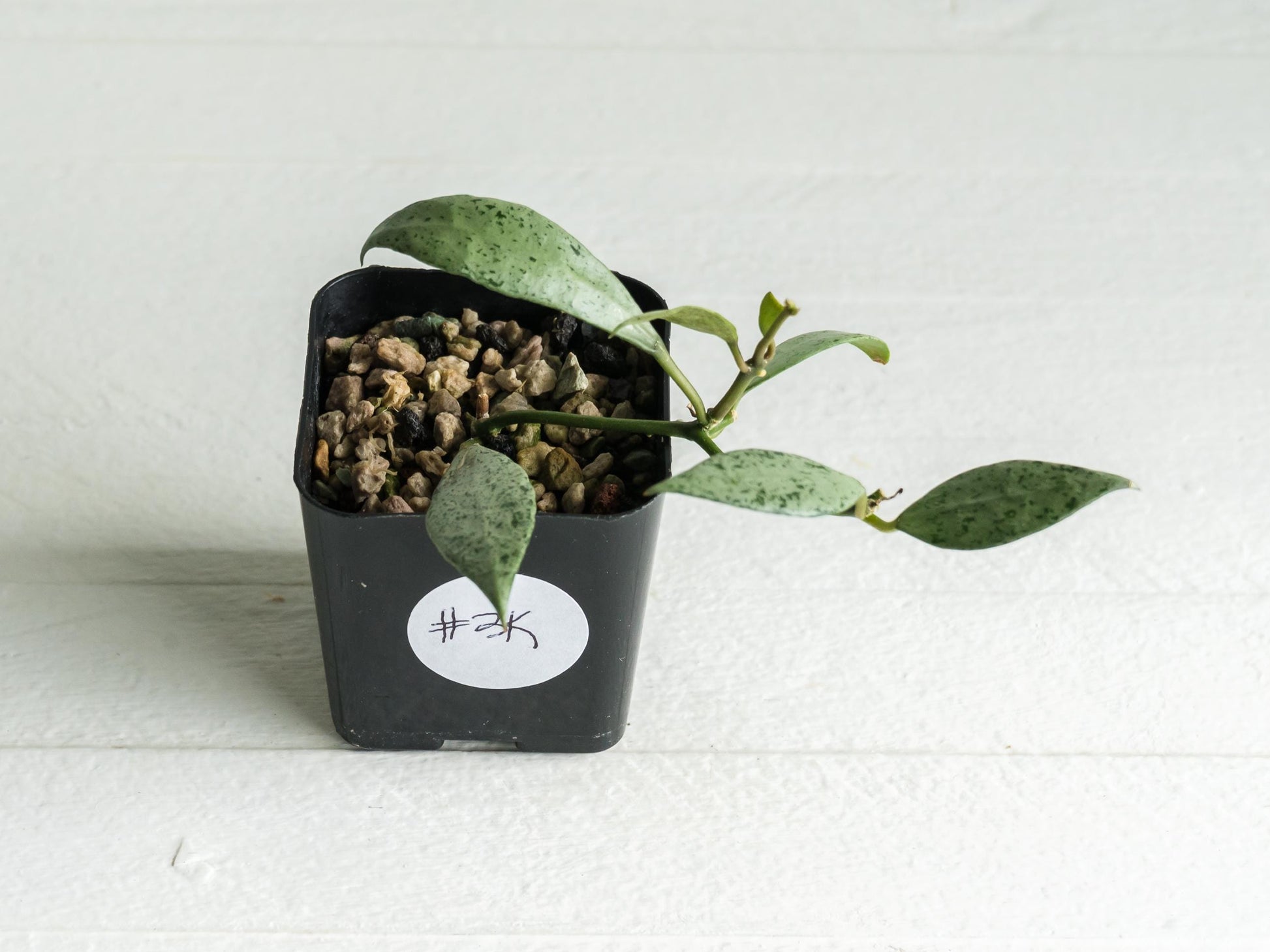 Hoya lacunosa 'Silver Lime' | 2-Inch