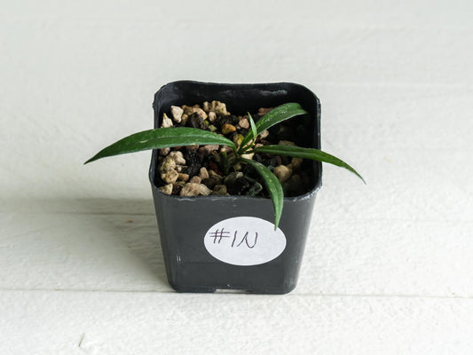 Hoya pauciflora | 2-Inch